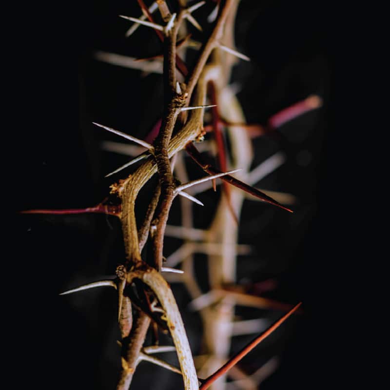 image of crown of thorns
